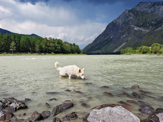 Белая швейцарская овчарка (Berger Blanc Suisse) гуляет в ручье реки Катунь на Алтае - Serg Zastavkin