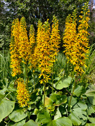 Лигулярия сибирская (Ligularia sibirica) с желтыми цветками в естественной среде обитания. Травянистое многолетнее растение из семейства астровых (Asteraceae) - Serg Zastavkin