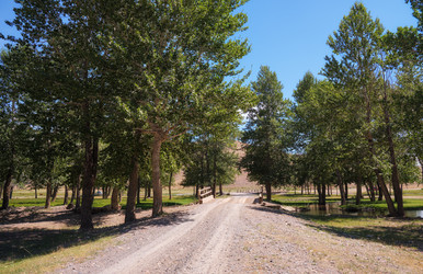 Сountry road through the floodplain poplar grove to thе old wooden bridge over river Kyzylshin. Altai republic - Serg Zastavkin