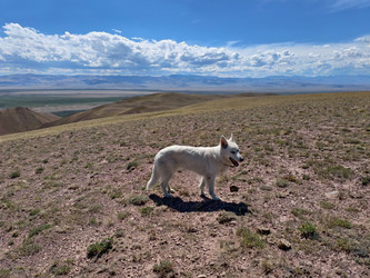 Белая швейцарская овчарка (Berger Blanc Suisse) гуляет по полупустынной местности в Кош-Агачской долине Республики Алтай - Serg Zastavkin