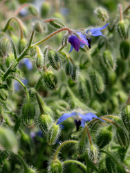 Бораго лекарственный (Borago officinalis), также известный как звездчатый цветок с синими цветами. Культивируется в кулинарных и лечебных целях - Serg Zastavkin