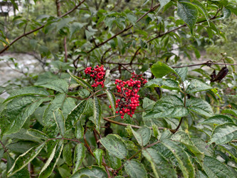 Листья и красные ягоды гроздей бузины (по-латински Sambucus racemosa) влажные после дождя - Serg Zastavkin