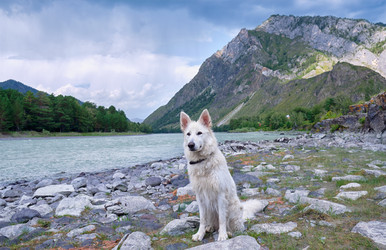 Белая швейцарская овчарка (Berger Blanc Suisse) сидит на берегу реки Катунь на Алтае - Serg Zastavkin