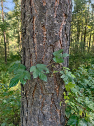 Хмель (по-латински Humulus lupulus) обвивается вокруг ствола сосны в лесу - Serg Zastavkin