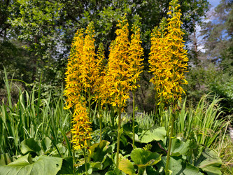 Лигулярия сибирская (Ligularia sibirica) с желтыми цветками в естественной среде обитания. Травянистое многолетнее растение из семейства астровых (Asteraceae) - Serg Zastavkin