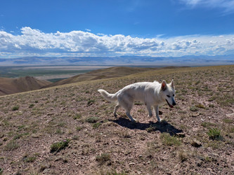 Белая швейцарская овчарка (Berger Blanc Suisse) гуляет по полупустынной местности в Кош-Агачской долине Республики Алтай - Serg Zastavkin