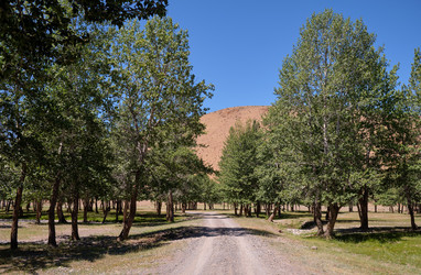 Сountry road through the floodplain poplar grove near the river Kyzylshin in Altai - Serg Zastavkin