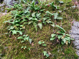 Валун, покрытый мхом и папоротником Polypodium sibiricum. Алтайский край, Белокуриха - Serg Zastavkin