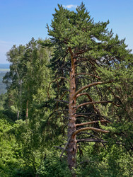 Вид на горно-лесной пейзаж на горе Церковка. Белокурха, Алтайский край - Serg Zastavkin