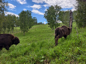 Европейские зубры (Bison bonasus) на Алтае прогуливаются по березовой роще - Serg Zastavkin
