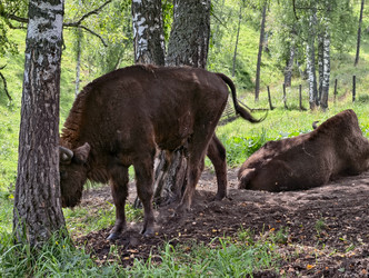 Европейские зубры, или Bison bonasus, в березовых лесах Алтая - Serg Zastavkin