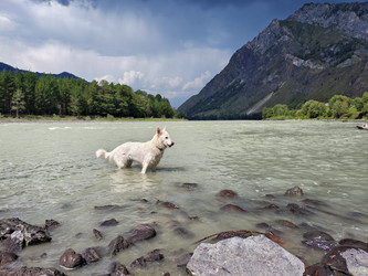 Белая швейцарская овчарка (Berger Blanc Suisse) гуляет в ручье реки Катунь на Алтае - Serg Zastavkin
