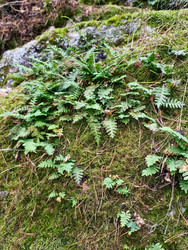 Валун, покрытый мхом и папоротником Polypodium sibiricum. Алтайский край, Белокуриха - Serg Zastavkin