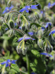 Бораго лекарственный (Borago officinalis), также известный как звездчатый цветок с синими цветами. Культивируется в кулинарных и лечебных целях - Serg Zastavkin