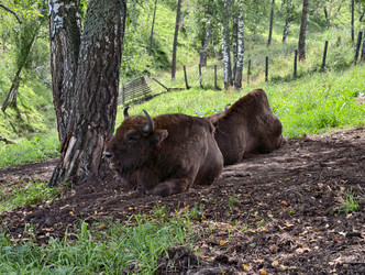 Европейские зубры, или Bison bonasus, лежат на лесной поляне под сосной в Алтайском лесу - Serg Zastavkin