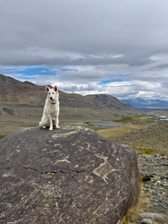 Белая швейцарская овчарка (Berger Blanc Suisse) сидит на большом валуне, покрытом древними петроглифами - Serg Zastavkin