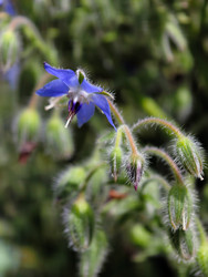 Бораго лекарственный (Borago officinalis), также известный как звездчатый цветок с синими цветами. Культивируется в кулинарных и лечебных целях - Serg Zastavkin