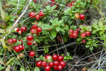 Брусника (Vaccinium vitis-idaea). о.Итуруп. (Сахалин. Sakhalin. (marka) - marka