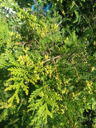Туя (Thuja) — вечнозеленый хвойный кустарник с молодыми шишками и чешуйчатой хвоей - Mihail_direct