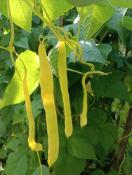 Желтая стручковая (восковая) фасоль — урожай овощной культуры на вьющемся кусте (длинные желтые стручки среди зеленых листьев - Mihail_direct