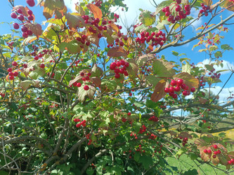 Калина обыкновенная (Viburnum opulus) — гроздья красных ягод на фоне голубого неба и осенних листьев - Mihail_direct