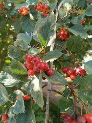 Боярышник (Crataegus) — красные ягоды на ветке с зубчатыми листьями, лекарственное растение - Mihail_direct