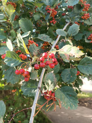 Боярышник (Crataegus) — красные ягоды на ветке с зубчатыми листьями, лекарственное растение - Mihail_direct