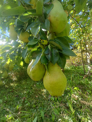 Груши (Pyrus) — урожай крупных зелено-желтых плодов на дереве, вид снизу - Mihail_direct