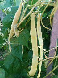Желтая стручковая (восковая) фасоль — урожай овощной культуры на вьющемся кусте - Mihail_direct