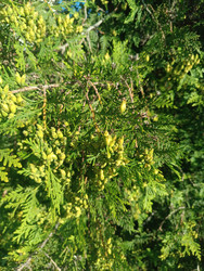 Туя (Thuja) — вечнозеленый хвойный кустарник с молодыми шишками и чешуйчатой хвоей - Mihail_direct