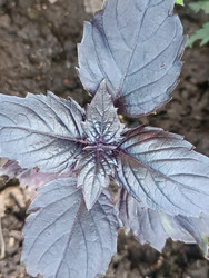 Фиолетовый базилик (Ocimum basilicum) — пряное растение с темно-фиолетовыми блестящими листьями, вид сверху - Mihail_direct