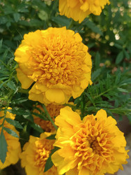 Желтые бархатцы (Tagetes) — золотистые махровые цветы шаровидной формы - Mihail_direct
