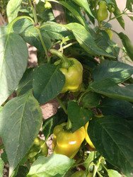 Сладкий перец (болгарский перец, Capsicum annuum) — желто-зеленые плоды на кусте в стадии созревания - Mihail_direct