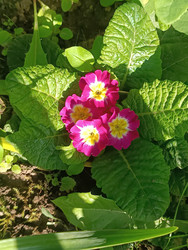 Садовая примула (Primula) — яркие розовые первоцветы с желтым центром и морщинистыми листьями - Mihail_direct