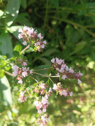 Душица обыкновенная (орегано, Origanum vulgare) — пряное лекарственное растение с розовыми цветками - Mihail_direct