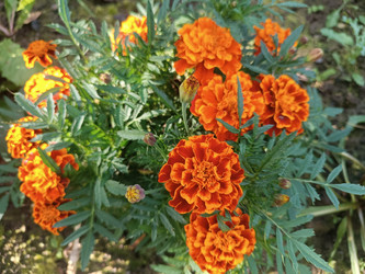 Оранжевые бархатцы (Tagetes) — группа цветков, вид сверху на цветущий куст - Mihail_direct