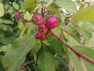 Дикая яблоня (Malus baccata) — мелкие розово-красные плоды (ранетки) на ветке с зелеными листьями - Mihail_direct