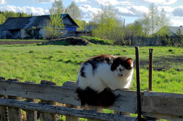 Кошка сидит на заборе в деревне - svetaliya