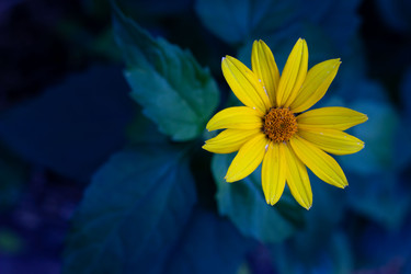 Желтая ромашка, вид сверху - AleksSu
