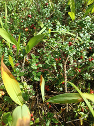 Брусника (Vaccinium vitis-idaea) — дикорастущие красные ягоды на вечнозеленых кустарничках в лесу - Mihail_direct