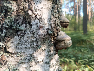 Чага (березовый гриб, Inonotus obliquus) на стволе березы — лекарственный гриб в лесу - Mihail_direct