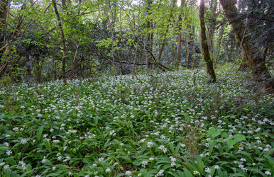 Цветущий черемша (Allium ursinum) в Хостинской тисово-самшитовой роще - Serg Zastavkin