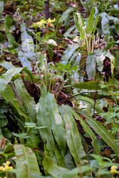 Hart’s tongue evergreen fern (Phyllitis scolopendrium) in spring in Sochi - Serg Zastavkin