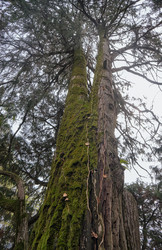 Кипарис Лоусона, или кедр Порт-Орфордский (по-латински Chamaecyparis lawsoniana), старое дерево - Serg Zastavkin
