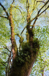 Реликтовый папоротник обыкновенный многоножка (Polypodium vulgare) в естественной лесной среде обитания - Serg Zastavkin