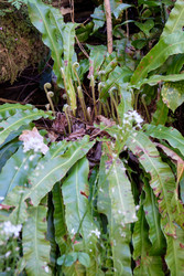 Hart’s tongue evergreen fern (Phyllitis scolopendrium) in spring - Serg Zastavkin