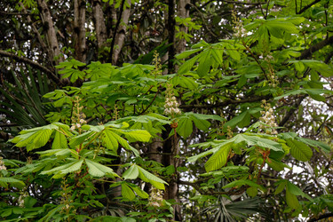 Цветущий конский каштан (Aesculus hippocastanum) весной. Сириус. Краснодарский край. Россия - Serg Zastavkin