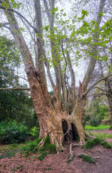 Огромный ствол старого дерева Platanus occidentalis (американский платан) - Serg Zastavkin