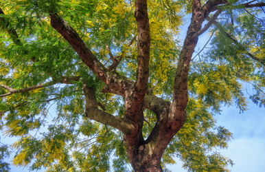 Цветущая акация белоснежная (Acacia dealbata). Это растение с желтыми цветами также известно как мимоза - Serg Zastavkin