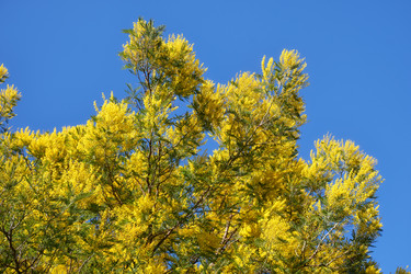 Цветущая акация белоснежная (Acacia dealbata). Это растение с желтыми цветами также известно как мимоза - Serg Zastavkin